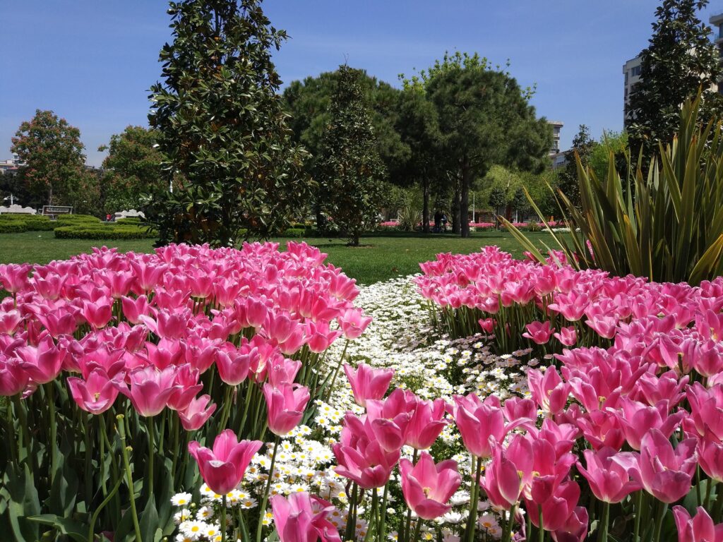 Emirgan Park is the second largest park in Turkey famous for tulip festivals