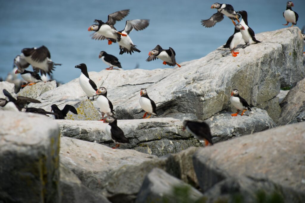 photo of birds on Michines Island, a famous bird sanctuary on the Faroe Islands