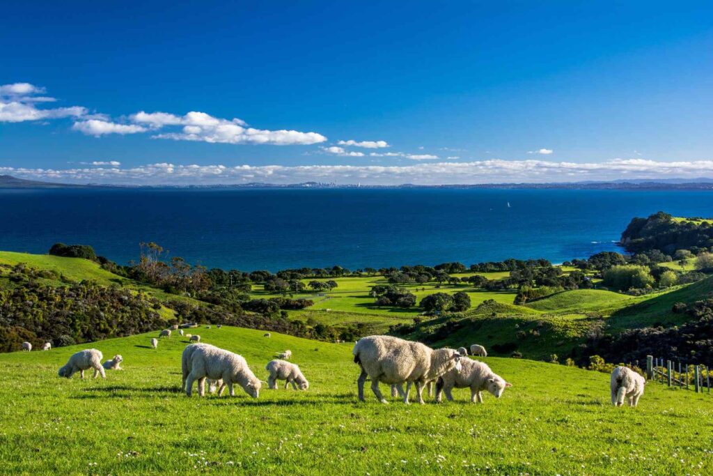 Photo of Shakespeare Regional Park in New Zealand with sheep grazing on the lawn with the ocean in the background